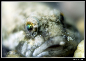 Cottus Gobio - the eye is just magnificent :-D by Daniel Strub 
